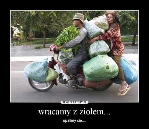 wracamy z ziołem